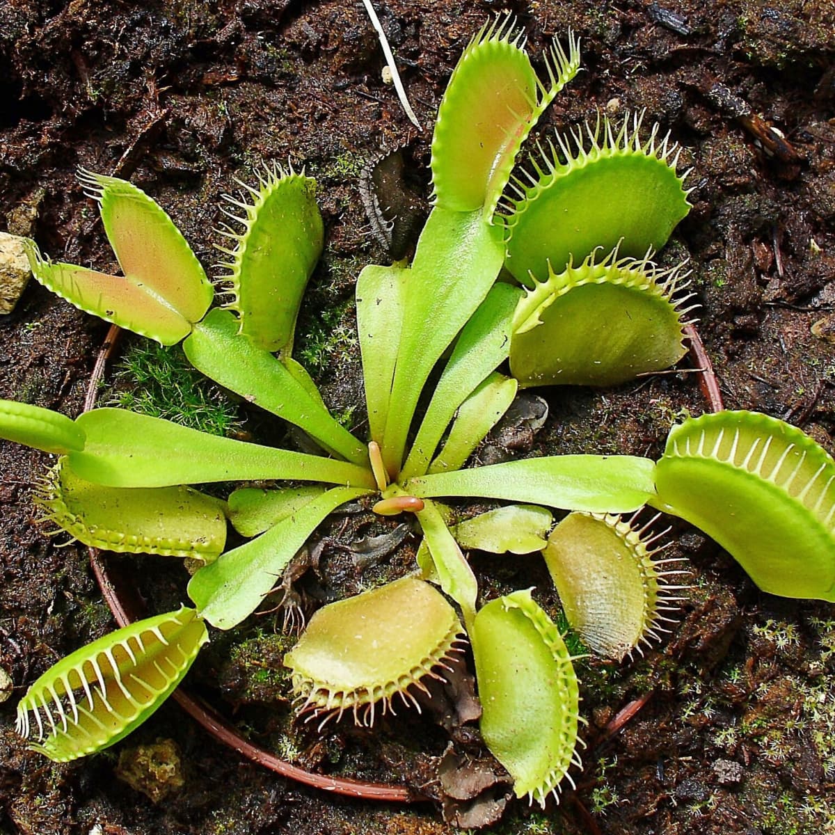 How to Care for Venus Flytraps - 10 best tips for begginers