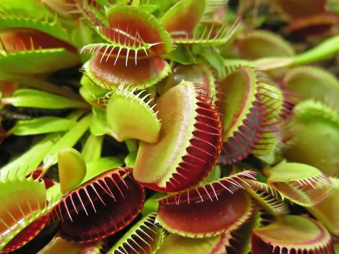 How often to water venus fly trap