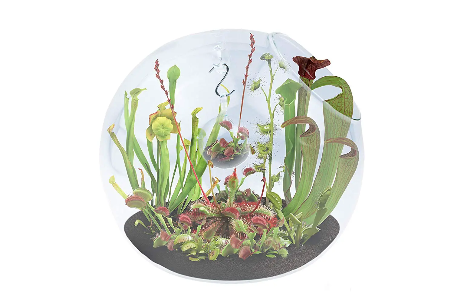 Carnivorous plant terrarium