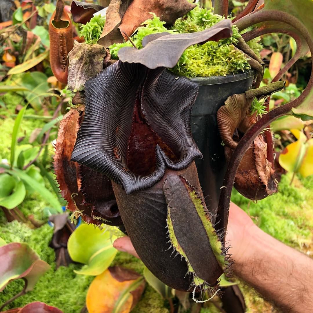 TROPICAL PITCHER PLANT: NEPENTHES  NEBULARUM
