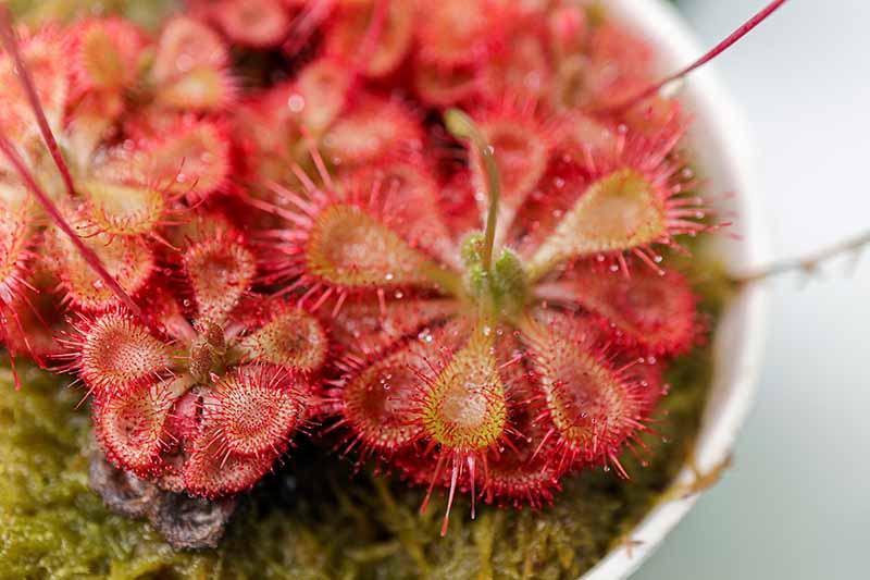 Red Sundew Plant Growing in a Pot