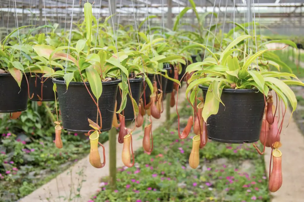tropical pitcher plant pot 1024x683 1