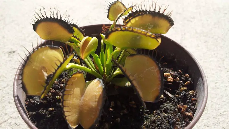 Why is my Venus flytrap turning black