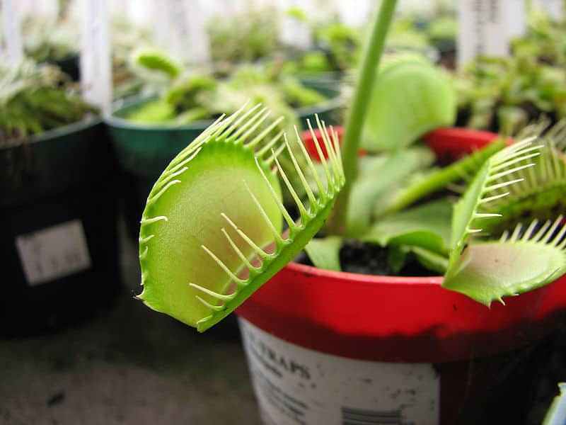 Best Place To Buy a Venus Fly Trap
