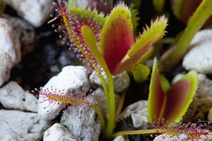 Fruit flies are eaten by venus fly trap, but they are not a reliable pest control for this species of fly. Most mature Venus flytraps are too large to catching fruit flies successfully. A more effective way to manage fruit flies, gnats, and other small insects is to grow other carnivorous plants.