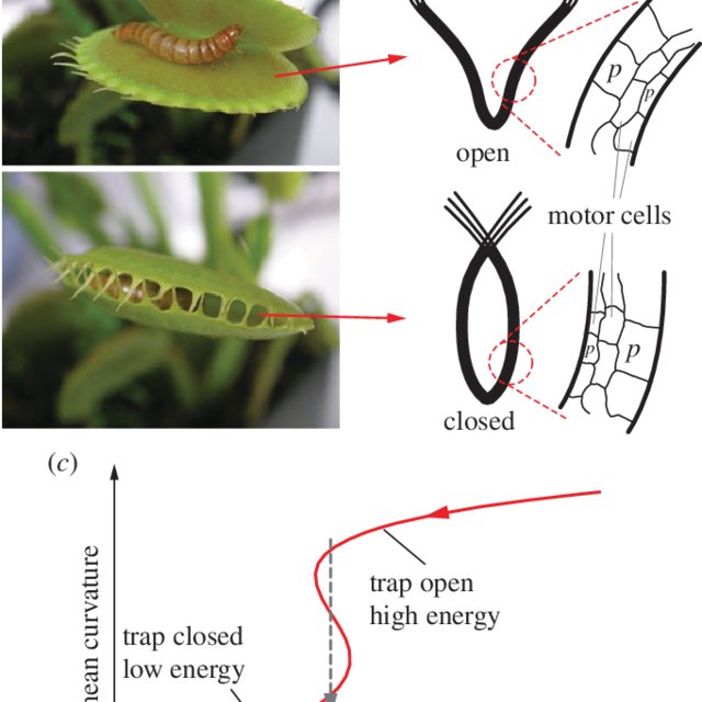 The impulsive movements of the trap lobes of Venus flytrap a involve two physiological Q640
