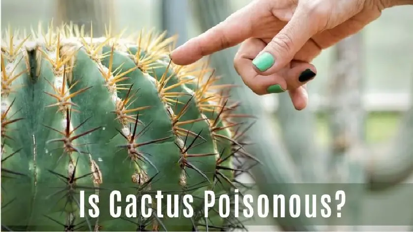 are cactus poisonous