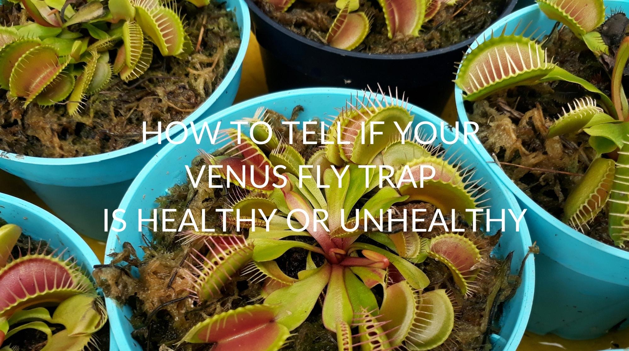 12 Reasons Why is Unhealthy Venus Fly trap (with solutions)