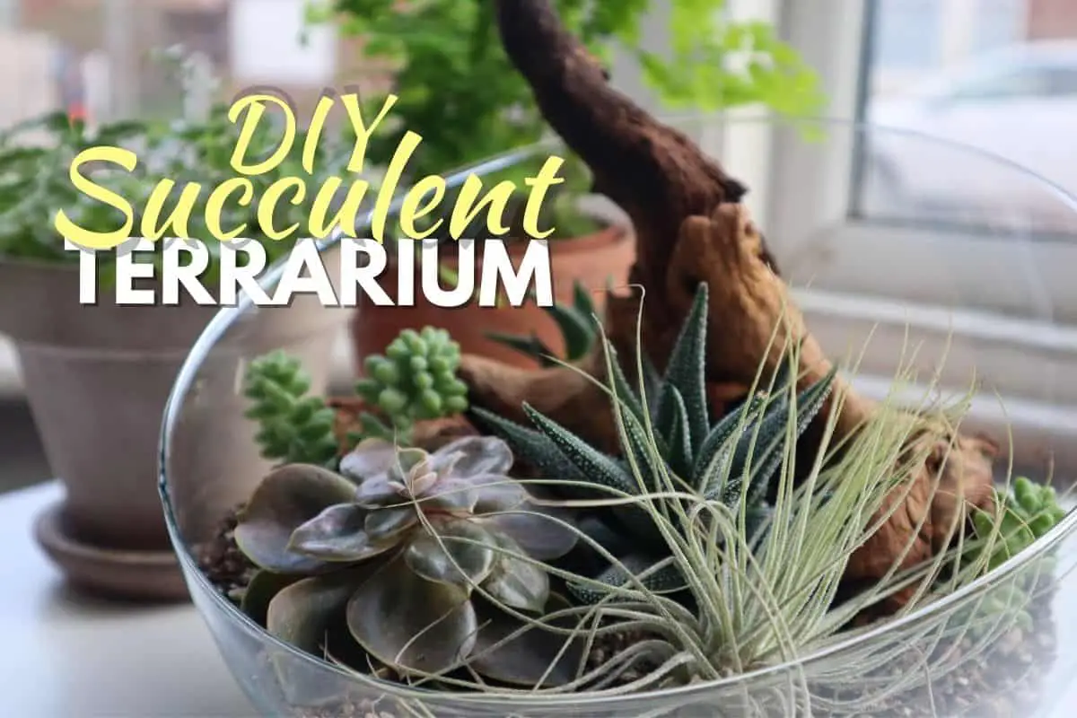 How to Make a Succulent Terrarium