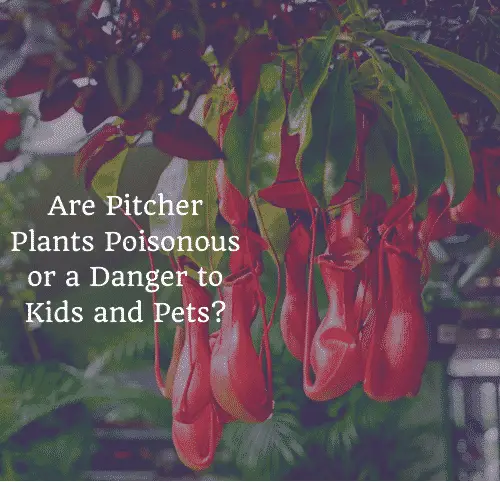 Are pitcher plants poisonous to cats or dogs
