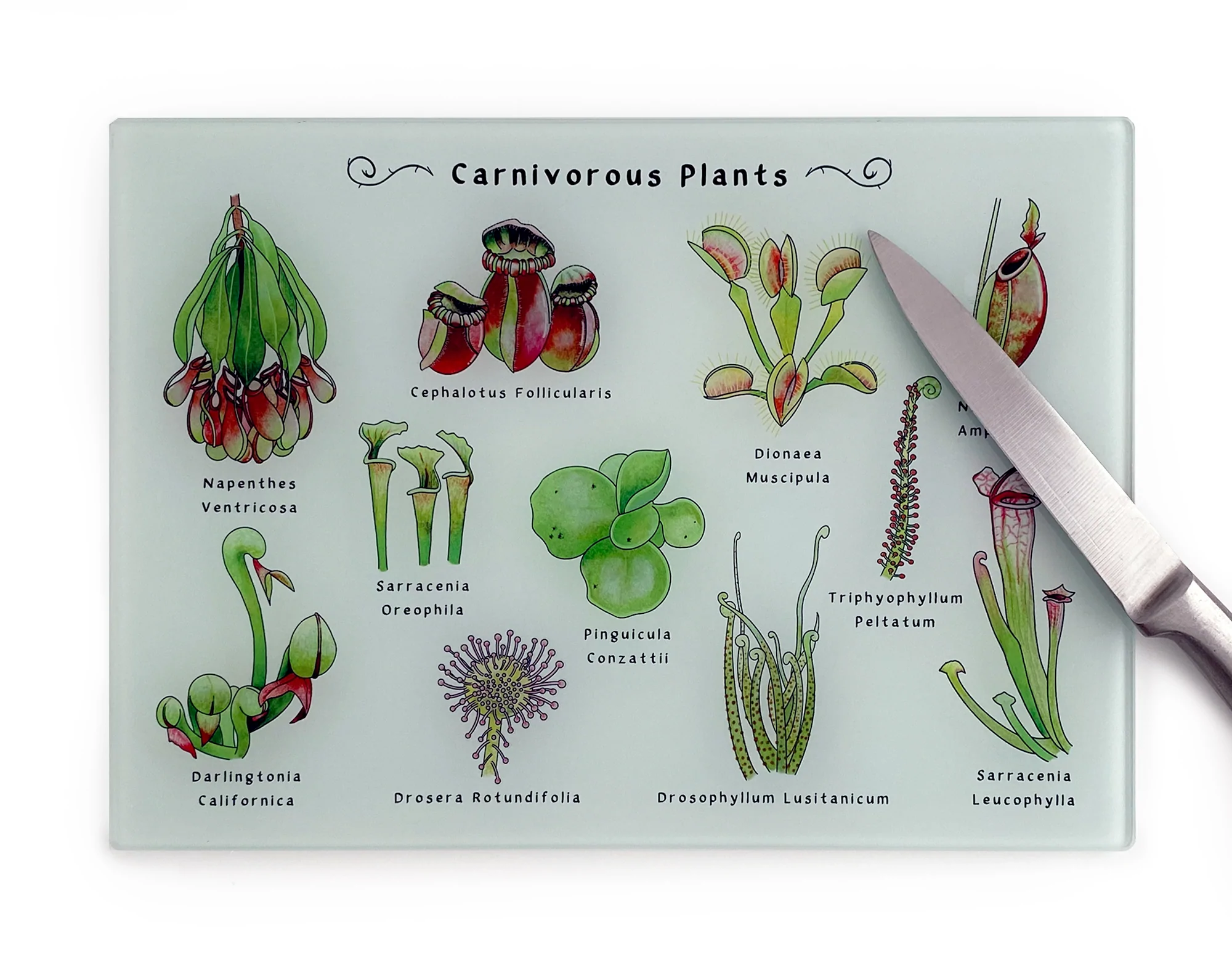 gift ideas for carnivorous plants