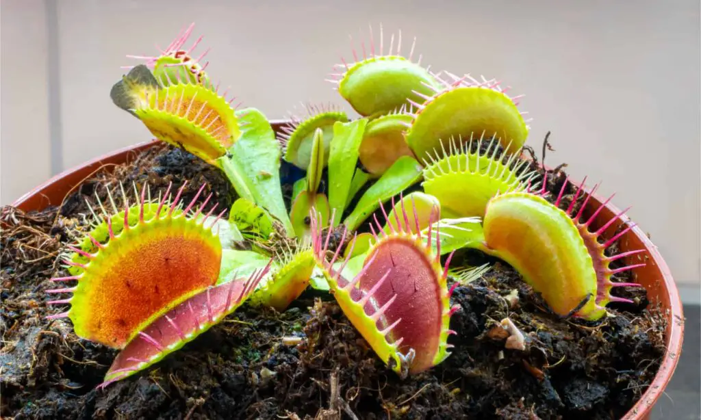 Can Venus fly trap eat ants