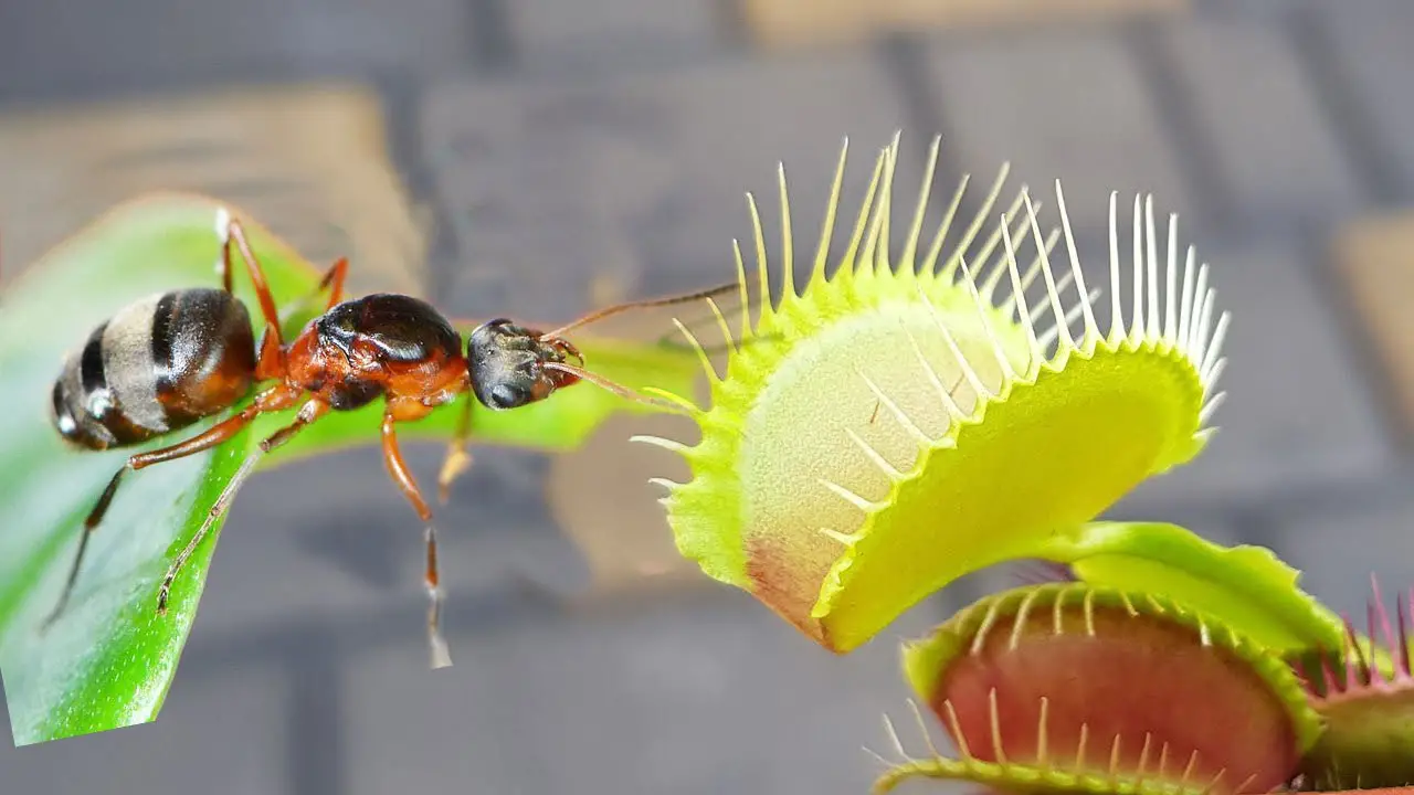 Can Venus fly trap eat ants? Feeding in 3 simple steps