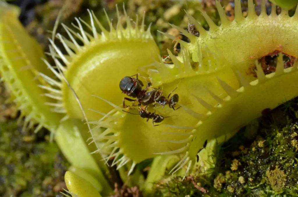 Can Venus fly trap eat ants