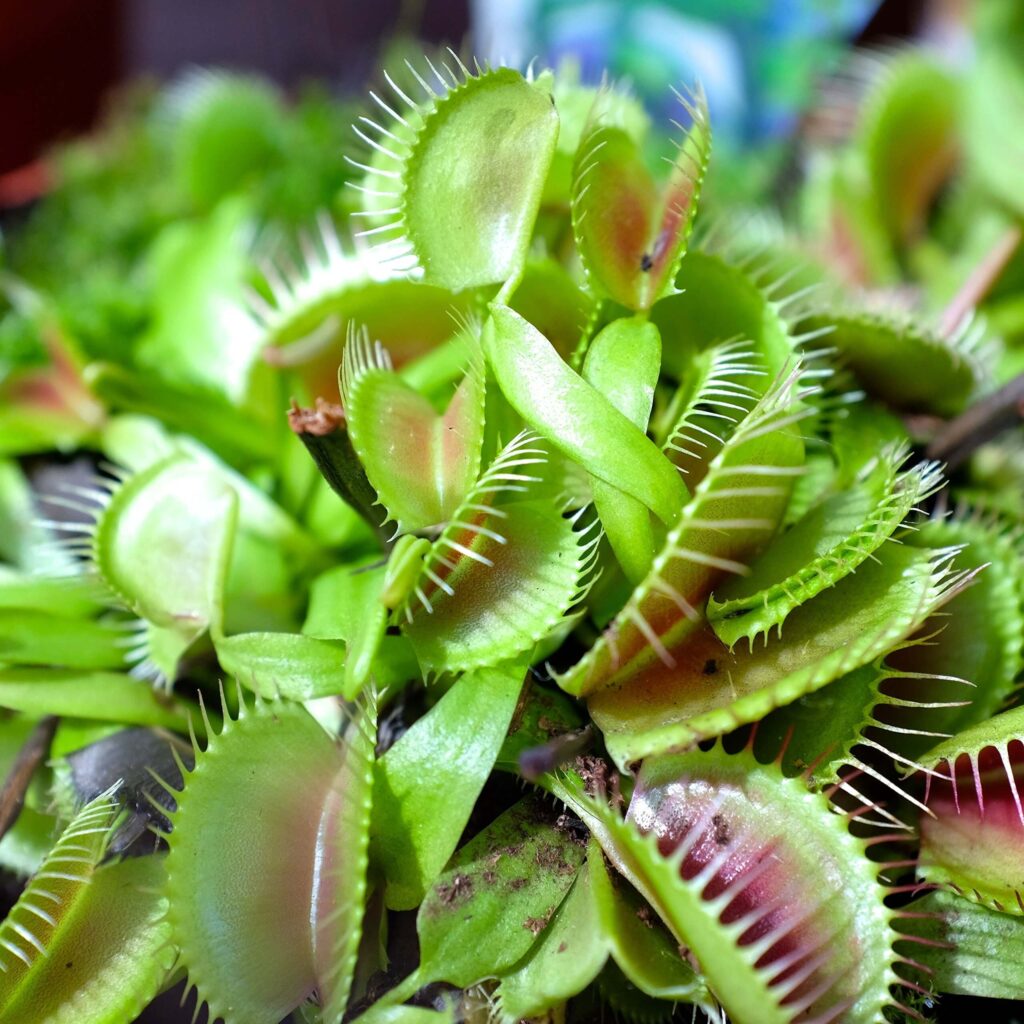 Can Venus Fly Traps Eat Mealworms