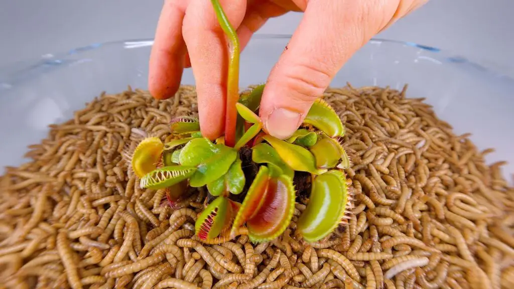 Can Venus Fly Traps Eat Mealworms
