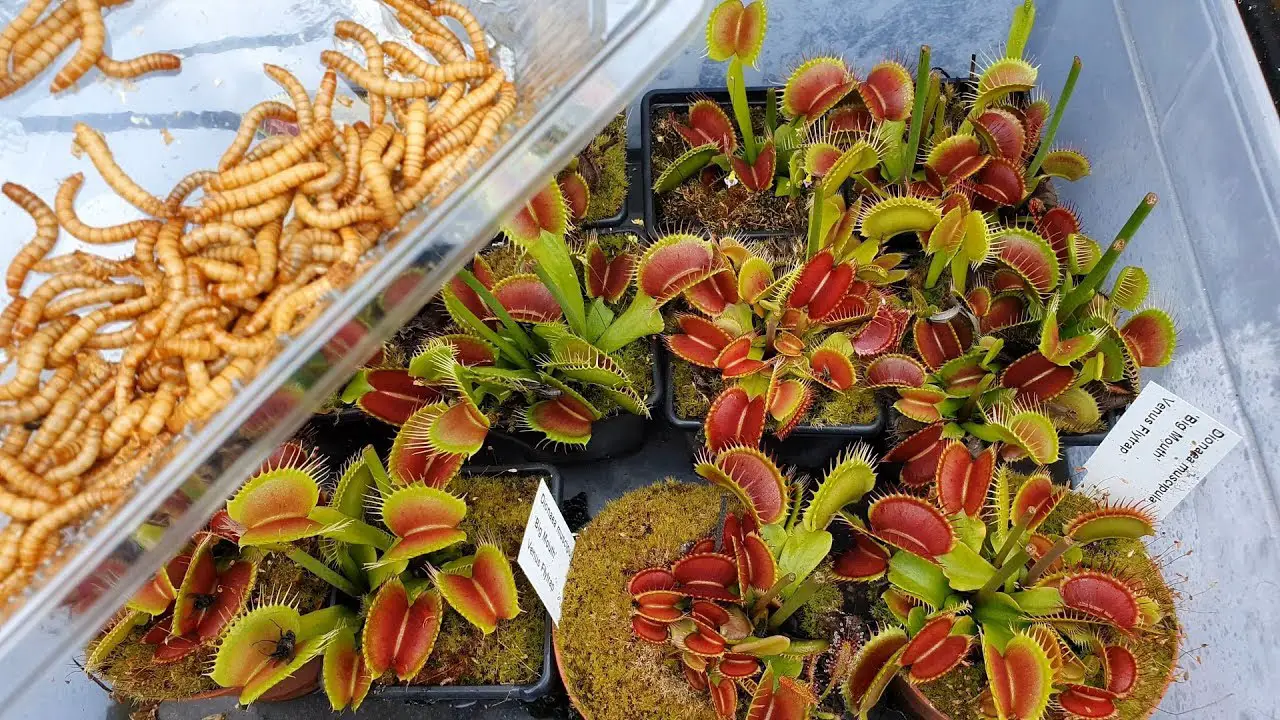 Can Venus Fly Traps Eat Mealworms? 5 easy feeding steps